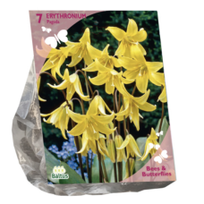 Erythronium Pagoda per 7 (Bees & Butterflies) SOLD OUT!