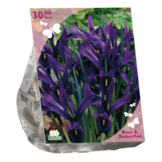 Kevätkurjenmiekka, Iris Reticulata, sininen, 30 kpl. TUOTE ON LOPPUUNMYYTY!
