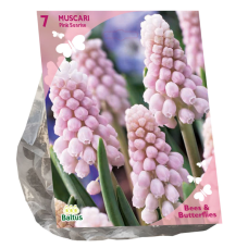 Helmililja, Muscari Pink Sunrise, 7 kpl.