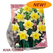 Narsissi (Narcissus) Lobularis, 15 kpl. NEW!