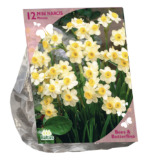 Narcissus, Daffodil, Mini Minnow per 12 (Bees & Butterflies).
