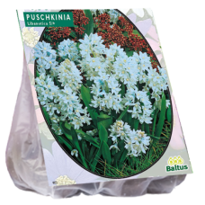 Posliinihyasintti, Puschkinia Libanotica, 50 kpl (Bees & Butterflies) ALE 40%! 