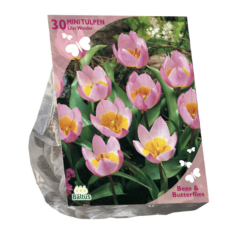Tulppaani, Tulipa Bakari Lilac Wonder, 30 kpl (Bees & Butterflies). TUOTE ON LOPPUUNMYYTY!