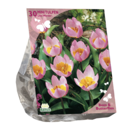 Tulppaani, Tulipa Bakari Lilac Wonder, 30 kpl (Bees & Butterflies). ALE -60%!