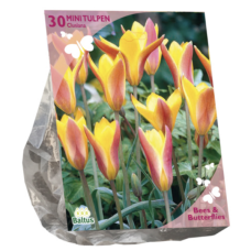Italiantulppaani, Tulipa Clusiana var. Chrysantha, 30 kpl. TUOTE ON LOPPUUNMYYTY!