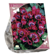 Tulipa Little Beauty, Tulppaani, 25 kpl (Bees & Butterflies) ALE - 70%!