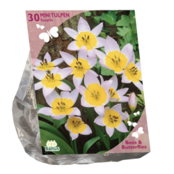 Kreetantulppaani, Tulipa saxatilis, 30 kpl (Bees & Butterflies) TUOTE ON LOPPUUNMYYTY!
