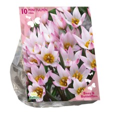 Tulipa Cretica Hilde, Kainotulppaani, 10 kpl.