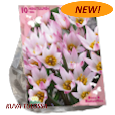 Tulipa Cretica Hilde, Kainotulppaani, 10 kpl. NEW! TUOTE ON LOPPUUNMYYTY!