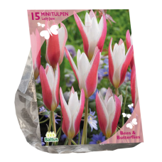 Tulipa Clusiana Lady Jane, Italiantulppaani, 15 kpl. NEW! ALE - 50%!