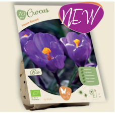 BIO - Kevätsahrami, Crocus Flower Record, 10 kpl