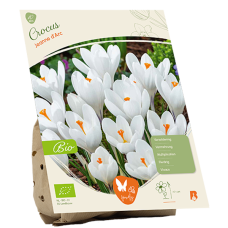 BIO - Kevätsahrami (Crocus vernus) Jeanne d'Arc, 10 kpl NEW!