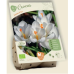 BIO - Kevätsahrami (Crocus vernus) Jeanne d'Arc, 10 kpl NEW!
