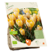 BIO - Krookus (Crocus) Romance, 10 kpl