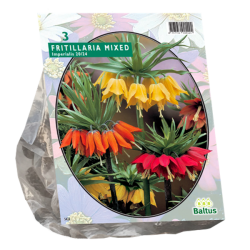 Keisarinpikarililja (Fritillaria Imperialis), Sekoitus, 3 kpl. ALE - 30%!