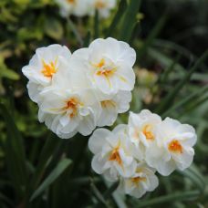 BIO - Perunanarsissi  (Narcissus) 'Bridal Crown', 7 kpl. TUOTE ON LOPPUUNMYYTY!