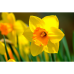 BIO - Narsissi (Narcissus) Martinette, 7 kpl NEW! TUOTE ON LOPPUUNMYYTY!
