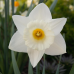 BIO - Narsissi (Narcissus) Papillon Blanc, 5 kpl. NEW! TUOTE ON LOPPUUNMYYTY!
