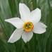 BIO - Runoilijanarsissi, Narcissus Poeticus Var. Recurvus, 5 kpl NEW! TUOTE ON LOPPUUNMYYTY!