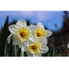 BIO - Narsissi (Narcissus) Sailboat, 5 kpl ALE - 60%! BIO - Narsissi (Narcissus) Sailboat, 5 kpl ALE - 60%!