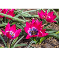 Tulipa Little Beauty, Tulppaani, 25 kpl (Bees & Butterflies) ALE - 70%!