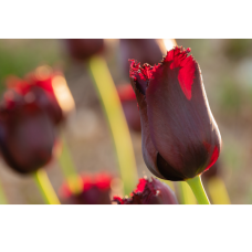BIO - Ripsureunatulppaani (Tulipa) Masterpeace, 7 kpl. NEW! 