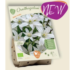 BIO - Ornithogalum White Trophy 10 kpl, Jättitähdikki