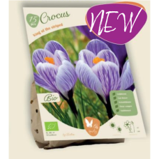 BIO - Kevätsahrami, Crocus vernus King of the Striped, 15 kpl