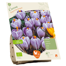 BIO - Kevätsahrami, Crocus vernus King of the Striped, 15 kpl NEW!
