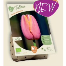 BIO - Darwinhybriditulppaani (Tulipa Darwin Hybrid) Design Impression, 5 kpl