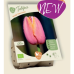 BIO - Darwinhybriditulppaani (Tulipa Darwin Hybrid) Design Impression, 5 kpl NEW!