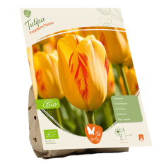 BIO - Tulppaani (Tulipa) Freedom Flame, 5 kpl NEW!