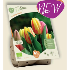 BIO - Tulppaani (Tulipa) Freedom Flame, 5 kpl