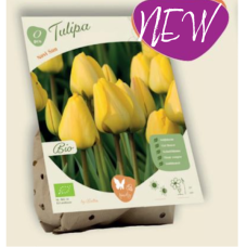BIO - Triumphtulppaani (Tulipa Triumph) Strong Gold, 5 kpl