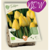 BIO - Triumphtulppaani (Tulipa Triumph) Strong Gold, 5 kpl NEW!