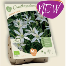 BIO - Ornithogalum Ponticum Socchi, Jättitähdikki, 2 kpl NEW! 