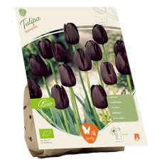 BIO - Triumphtulppaani (Tulipa Triumph) Ronaldo, 5 kpl NEW!