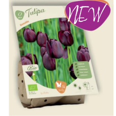 BIO - Triumphtulppaani (Tulipa Triumph) Ronaldo, 5 kpl