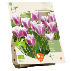 BIO - Ripsureunatulppaani (Tulipa Fringed) Siësta, 5 kpl NEW!