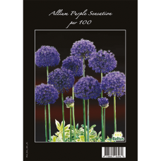 Ukkolaukka (Allium Aflatunense) Purple Sensation, 100 kpl. TUOTE ON LOPPUUNMYYTY!
