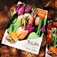 Darwinhybriditulppaani, Tulipa Darwin sekoitus pinkki/violetti, 50 kpl. NEW! TUOTE ON LOPPUUNMYYTY!