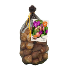 Darwinhybriditulppaani, Tulipa Darwin sekoitus pinkki/violetti, 30 kpl!