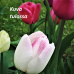 Darwinhybriditulppaani, Tulipa Darwin sekoitus pinkki/violetti, 50 kpl. NEW! TUOTE ON LOPPUUNMYYTY!