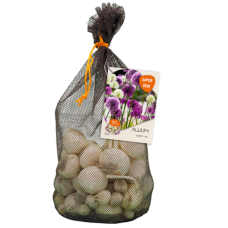 Laukka (Allium), Sekoitus, 50 kpl - TUOTE ON LOPPUUNMYYTY!