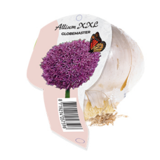 Allium Globemaster XXL (Organza with label)