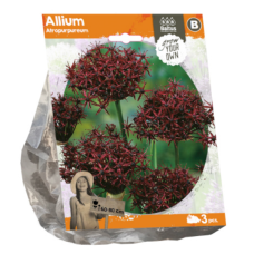 Allium Atropurpureum (Sp) per 3