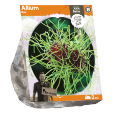 Hietalaukka, Allium veniale 'Hair', 3 kpl TUOTE ON LOPPUUNMYYTY!