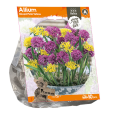 Allium, Mix of pink and yellow colors, 10 bulbs. 