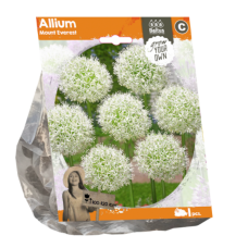 Allium Mount Everest, 1 bulb. SALE - 85%!