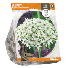 Mustalaukka, Allium Nigrum Multibulbosum (Sp), 3 kpl. ALE - 60%!
